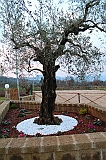 IMG_6798
